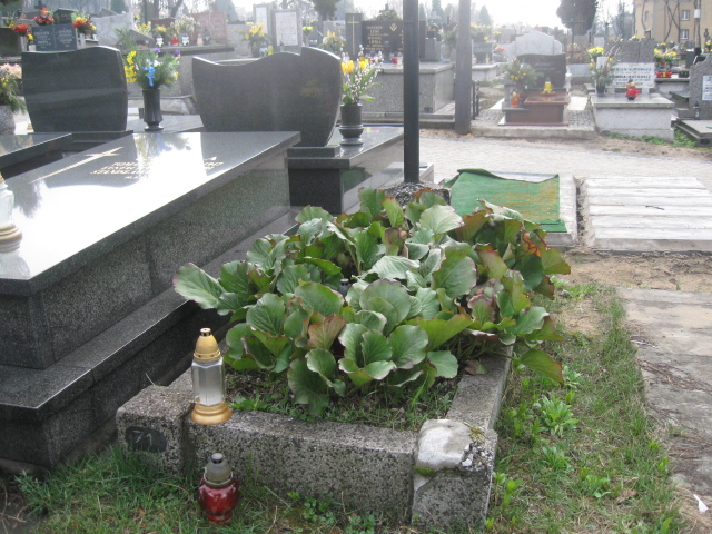 Marianna Angielska Sosnowiec św. Barbary - Grobonet - Wyszukiwarka osób pochowanych